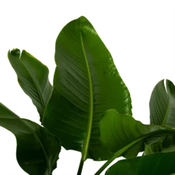 Strelitzia Nicolai - Paradijsvogelpant - P38 H160 - Kamerplant 5 Strelitzia Nicolai - Paradijsvogelpant - P38 H160 - Kamerplant -Tuin Magisch Verkoop strelitzia nicolai paradijsvogelpant p38 h160 3 1