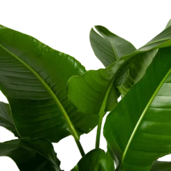 Strelitzia Nicolai - Paradijsvogelpant - P38 H160 - Kamerplant 6 Strelitzia Nicolai - Paradijsvogelpant - P38 H160 - Kamerplant -Tuin Magisch Verkoop strelitzia nicolai paradijsvogelpant p38 h160 4
