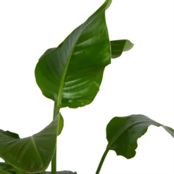 Strelitzia Nicolai - Paradijsvogelplant - P21 H120 - Kamerplant 5 Strelitzia Nicolai - Paradijsvogelplant - P21 H120 - Kamerplant -Tuin Magisch Verkoop strelitzia nicolai paradijsvogelplant p21 h120 kamerplant 2