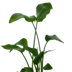 Strelitzia Nicolai - Paradijsvogelplant - P21 H120 - Kamerplant 6 Strelitzia Nicolai - Paradijsvogelplant - P21 H120 - Kamerplant -Tuin Magisch Verkoop strelitzia nicolai paradijsvogelplant p21 h120 kamerplant 3
