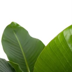 Strelitzia Nicolai - Paradijsvogelplant - P27 H110 - Kamerplant -Tuin Magisch Verkoop strelitzia nicolai paradijsvogelplant p27 h110 6 2