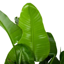 Strelitzia Nicolai - Paradijsvogelplant - P35 H130 - Kamerplant -Tuin Magisch Verkoop strelitzia nicolai paradijsvogelplant p35 h130 5