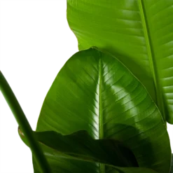 Strelitzia Nicolai - Paradijsvogelplant - P35 H130 - Kamerplant -Tuin Magisch Verkoop strelitzia nicolai paradijsvogelplant p35 h130 6