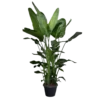 Strelitzia Nicolai - Paradijsvogelplant - P35 H200 - Kamerplant