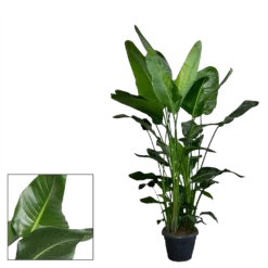 Strelitzia Nicolai - Paradijsvogelplant - P35 H200 - Kamerplant -Tuin Magisch Verkoop strelitzia nicolai paradijsvogelplant p35 h200 2