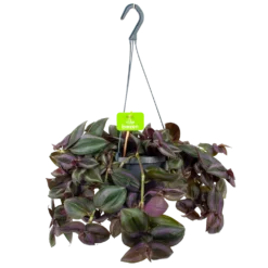 Tradescantia Little Hill - Vaderplant - In Hangpot - P17 H40 - Kamerplant