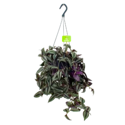 Tradescantia Zebrina - Vaderplant - In Hangpot - P17 H40 - Kamerplant