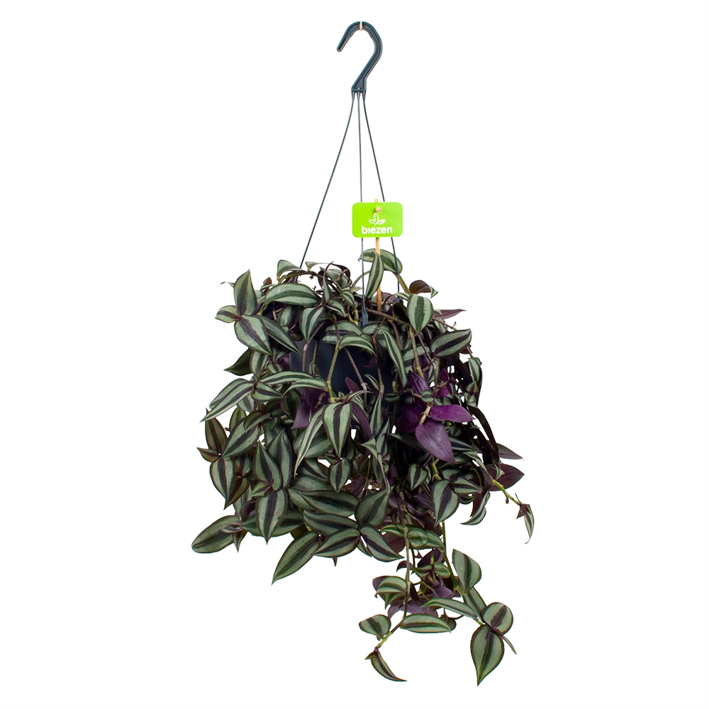 Tradescantia Zebrina - Vaderplant - In Hangpot - P17 H40 - Kamerplant 1 Tradescantia Zebrina - Vaderplant - In Hangpot - P17 H40 - Kamerplant