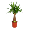 Yucca Inca Tree - Palmlelie - P24 H85 - Kamerplant