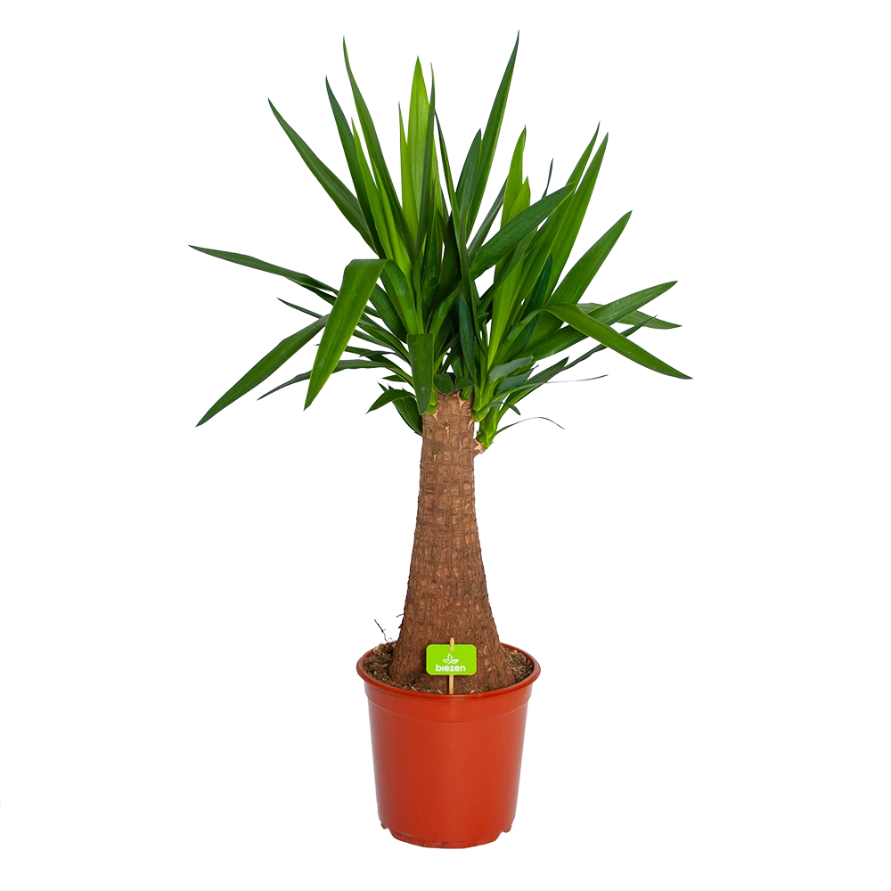 Yucca Inca Tree - Palmlelie - P24 H85 - Kamerplant 1 Yucca Inca Tree - Palmlelie - P24 H85 - Kamerplant
