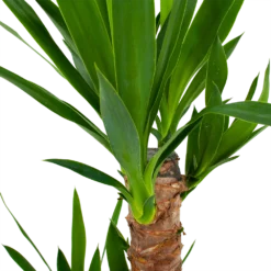 Yucca - Palmlelie - P17 H70 - Kamerplant 5 Yucca - Palmlelie - P17 H70 - Kamerplant -Tuin Magisch Verkoop yucca palmlelie p17 h70 5