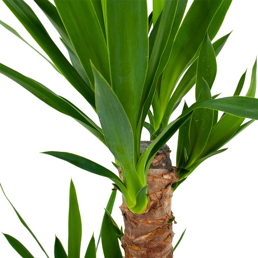 Yucca - Palmlelie - P17 H70 - Kamerplant 2 Yucca - Palmlelie - P17 H70 - Kamerplant - Afbeelding 2