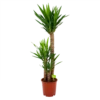 Yucca - Palmlelie - P24 H120 - Kamerplant