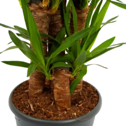 Yucca - Palmlelie - P29 H150 - Kamerplant -Tuin Magisch Verkoop yucca palmlelie p29 h150 5 2