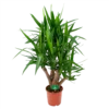 Yucca - Vertakt - Palmlelie - P24 H100 - Kamerplant