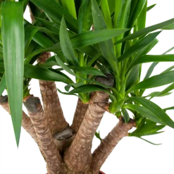 Yucca - Vertakt - Palmlelie - P24 H100 - Kamerplant 5 Yucca - Vertakt - Palmlelie - P24 H100 - Kamerplant -Tuin Magisch Verkoop yucca vertakt palmlelie p24 h100 5 1