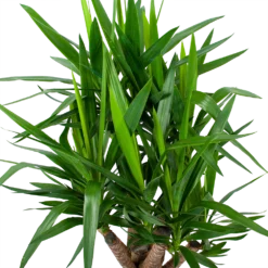 Yucca - Vertakt - Palmlelie - P24 H100 - Kamerplant 6 Yucca - Vertakt - Palmlelie - P24 H100 - Kamerplant -Tuin Magisch Verkoop yucca vertakt palmlelie p24 h100 6 1