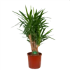 Yucca - Vertakt - Palmlelie - P34 H140 - Kamerplant