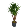Yucca - Vertakt - Palmlelie - P35 H150 - Kamerplant