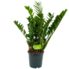 Zamioculcas Zamiifolia - Emerald Palm - P21 H80 - Kamerplant