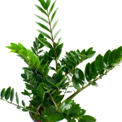 Zamioculcas Zamiifolia - Emerald Palm - P21 H80 - Kamerplant 4 Zamioculcas Zamiifolia - Emerald Palm - P21 H80 - Kamerplant -Tuin Magisch Verkoop zamioculcas zamiifolia emerald palm p21 h80 5