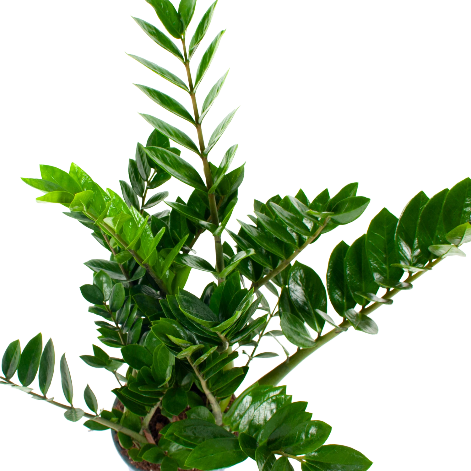 Zamioculcas Zamiifolia - Emerald Palm - P21 H80 - Kamerplant 2 Zamioculcas Zamiifolia - Emerald Palm - P21 H80 - Kamerplant - Afbeelding 2