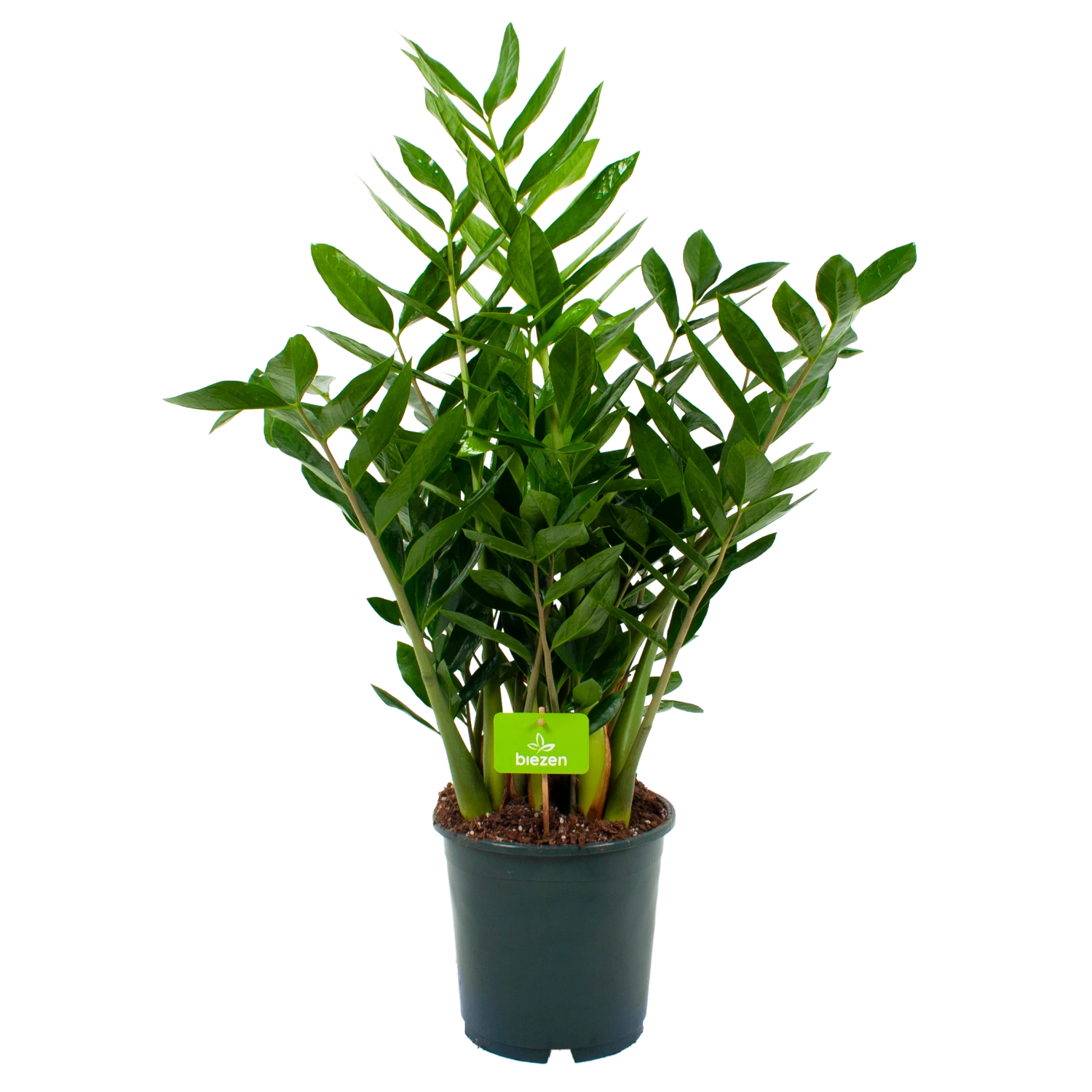 Zamioculcas Zamiifolia - Emerald Palm - P24 H90 - Kamerplant 1 Zamioculcas Zamiifolia - Emerald Palm - P24 H90 - Kamerplant