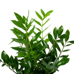 Zamioculcas Zamiifolia - Emerald Palm - P24 H90 - Kamerplant 4 Zamioculcas Zamiifolia - Emerald Palm - P24 H90 - Kamerplant -Tuin Magisch Verkoop zamioculcas zamiifolia emerald palm p24 h90 5