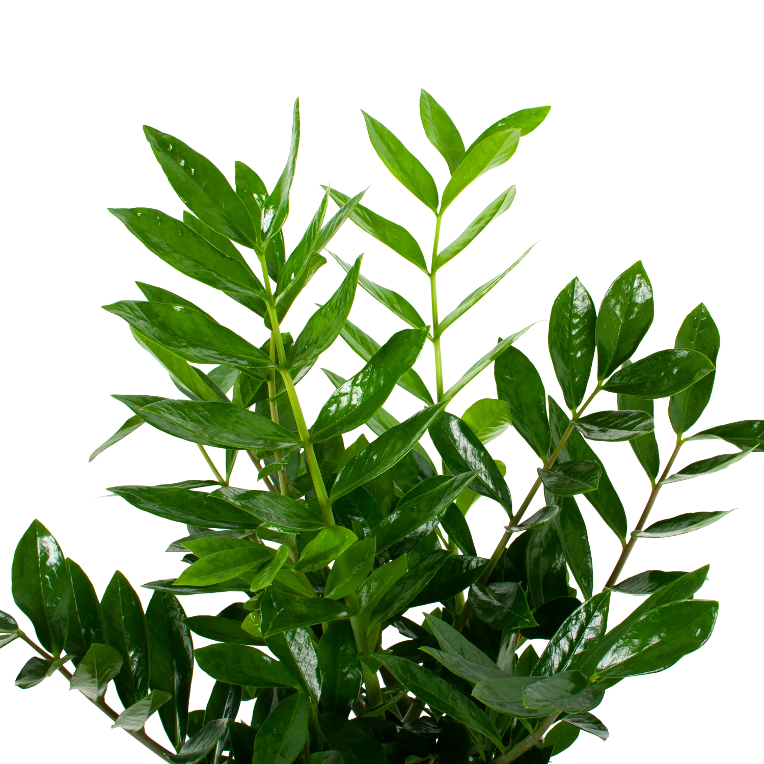 Zamioculcas Zamiifolia - Emerald Palm - P24 H90 - Kamerplant 2 Zamioculcas Zamiifolia - Emerald Palm - P24 H90 - Kamerplant - Afbeelding 2